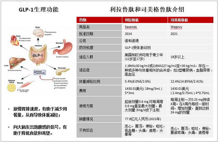 GLP-1生理功能、利拉鲁肽和司美格鲁肽介绍