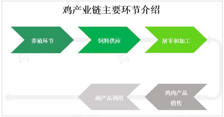 鸡产业链主要环节介绍